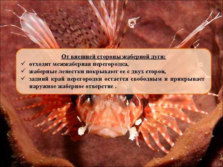 От внешней стороны жаберной дуги: ü отходит межжаберная перегородка, ü жаберные лепестки покрывают ее