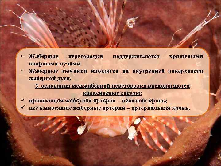  • Жаберные перегородки поддерживаются хрящевыми опорными лучами. • Жаберные тычинки находятся на внутренней