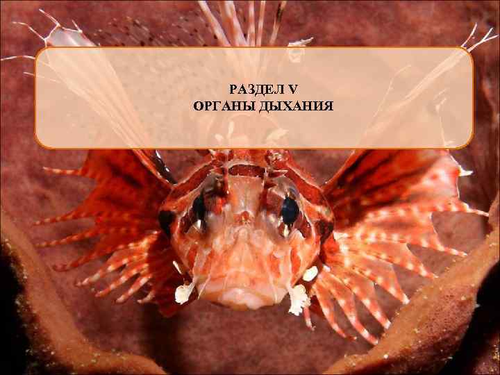 РАЗДЕЛ V ОРГАНЫ ДЫХАНИЯ 