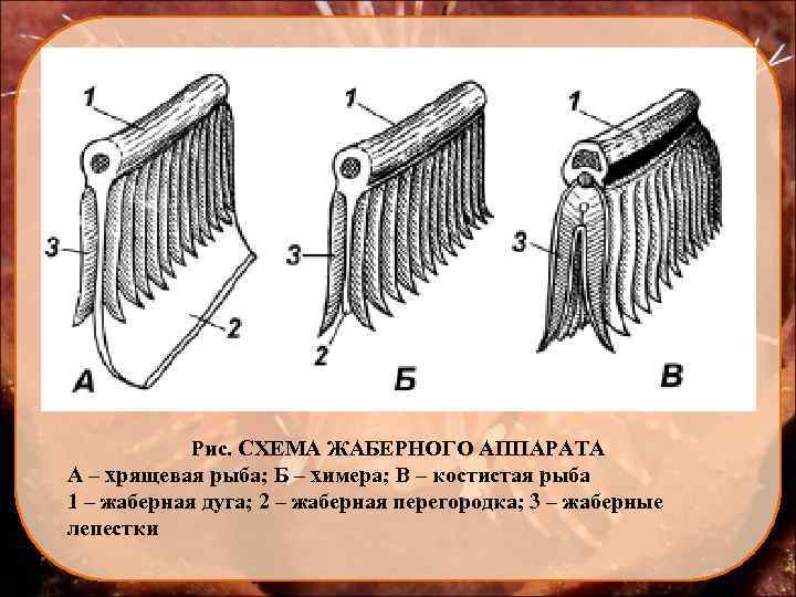 Рис. СХЕМА ЖАБЕРНОГО АППАРАТА А – хрящевая рыба; Б – химера; В – костистая