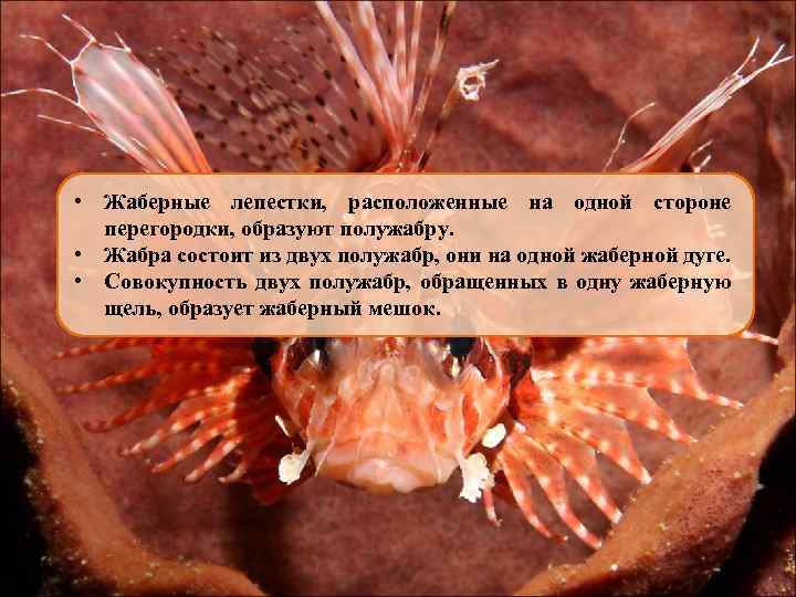  • Жаберные лепестки, расположенные на одной стороне перегородки, образуют полужабру. • Жабра состоит