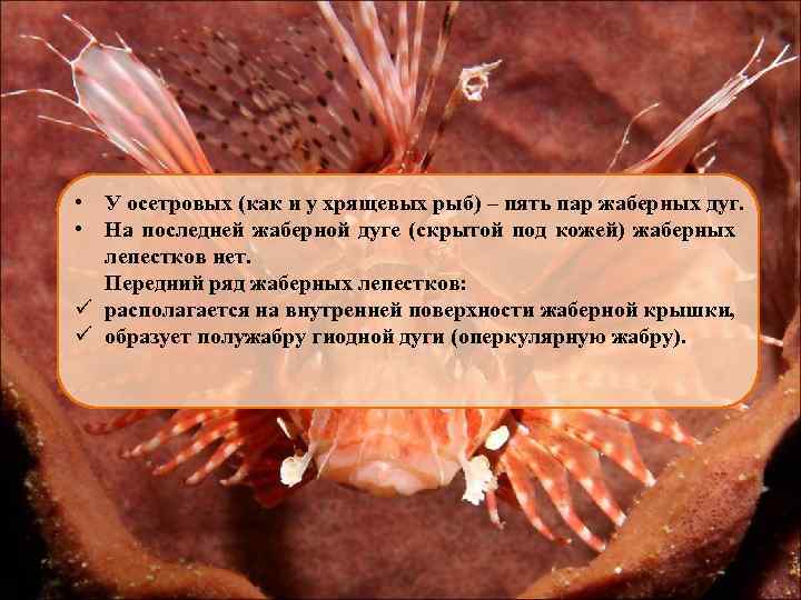  • У осетровых (как и у хрящевых рыб) – пять пар жаберных дуг.