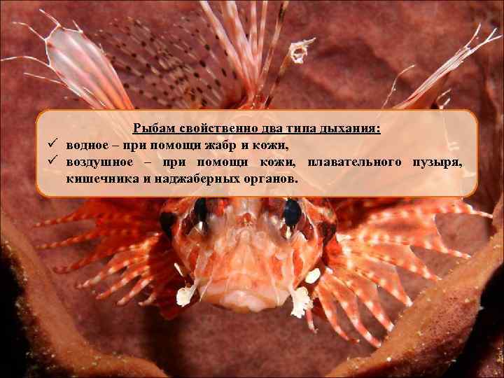 Рыбам свойственно два типа дыхания: ü водное – при помощи жабр и кожи, ü