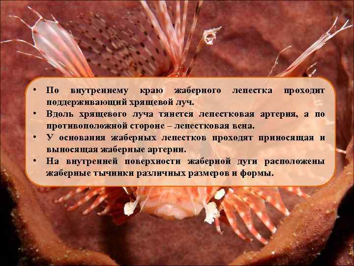  • По внутреннему краю жаберного лепестка проходит поддерживающий хрящевой луч. • Вдоль хрящевого