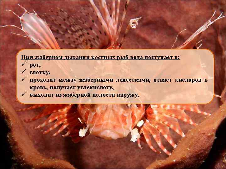 Жабры у хрящевых рыб. НАДЖАБЕРНЫЙ орган рыб. Плавательный пузырь у рыб. Жаберные отверстия рыб.