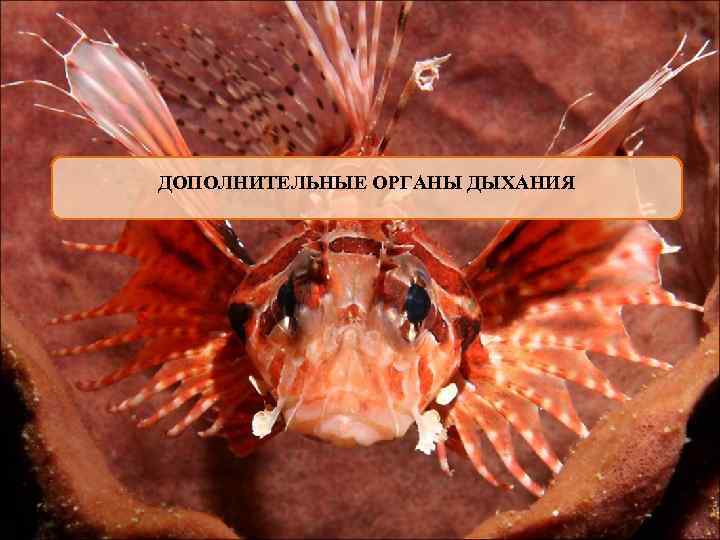 ДОПОЛНИТЕЛЬНЫЕ ОРГАНЫ ДЫХАНИЯ 