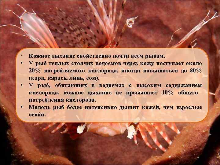  • Кожное дыхание свойственно почти всем рыбам. • У рыб теплых стоячих водоемов