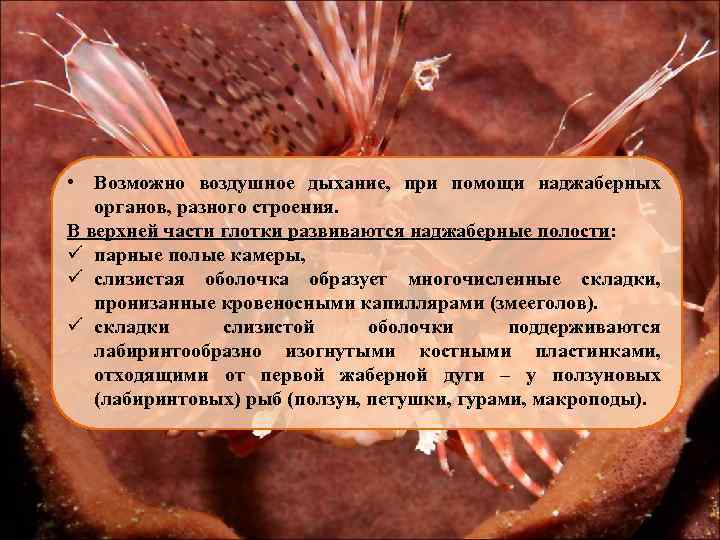  • Возможно воздушное дыхание, при помощи наджаберных органов, разного строения. В верхней части