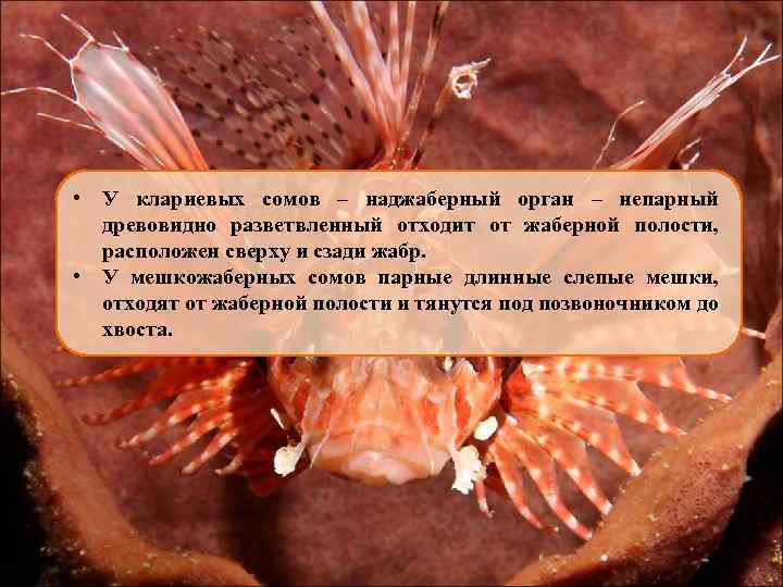  • У клариевых сомов – наджаберный орган – непарный древовидно разветвленный отходит от