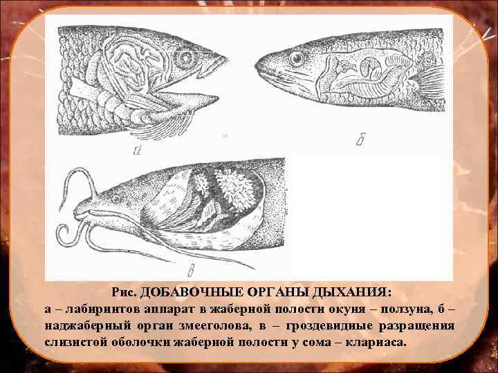 Рис. ДОБАВОЧНЫЕ ОРГАНЫ ДЫХАНИЯ: а – лабиринтов аппарат в жаберной полости окуня – ползуна,