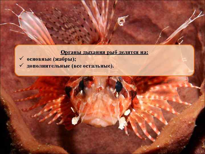 Органы дыхания рыб делятся на: ü основные (жабры); ü дополнительные (все остальные). 