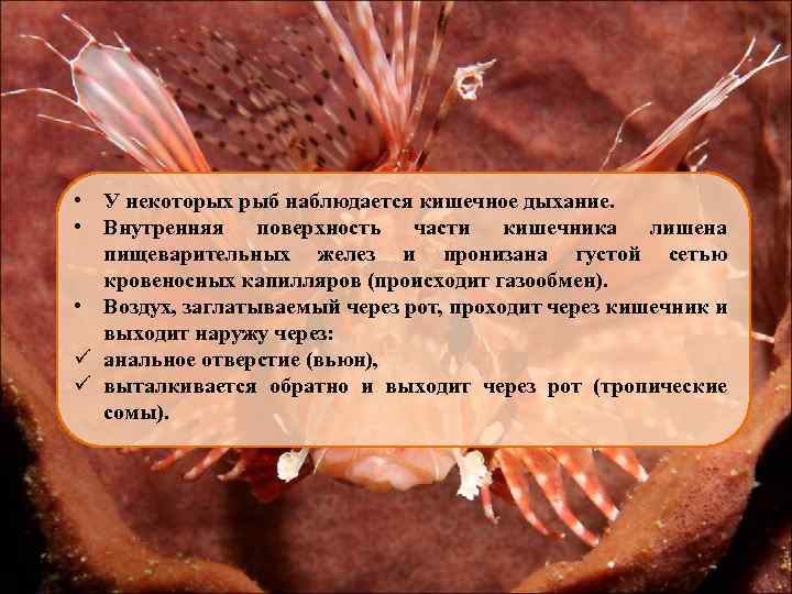  • У некоторых рыб наблюдается кишечное дыхание. • Внутренняя поверхность части кишечника лишена