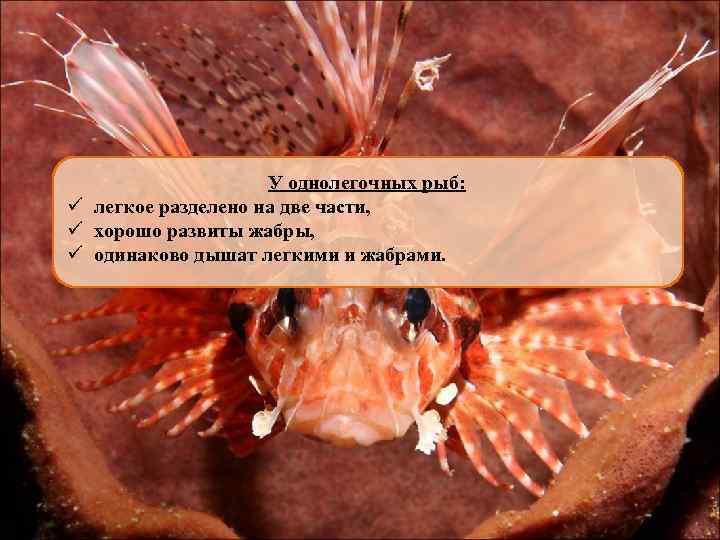 У однолегочных рыб: ü легкое разделено на две части, ü хорошо развиты жабры, ü