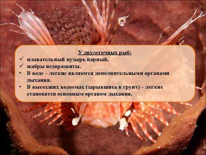 ü ü • • У двулегочных рыб: плавательный пузырь парный, жабры недоразвиты. В воде