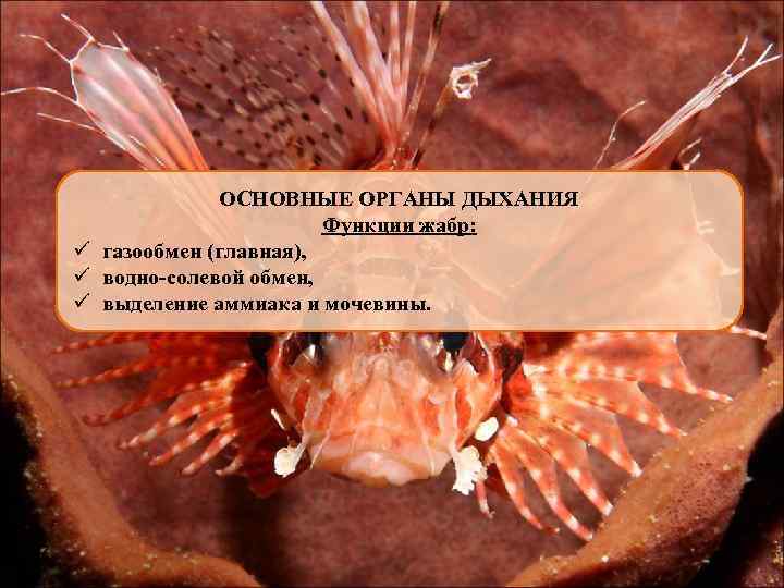 ОСНОВНЫЕ ОРГАНЫ ДЫХАНИЯ Функции жабр: ü газообмен (главная), ü водно-солевой обмен, ü выделение аммиака