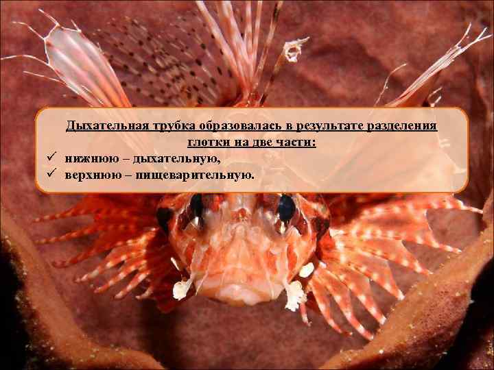 Дыхательная трубка образовалась в результате разделения глотки на две части: ü нижнюю – дыхательную,