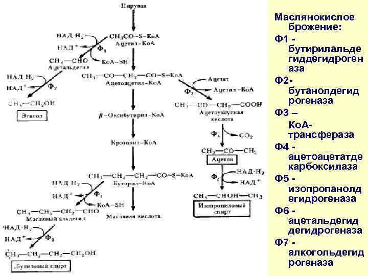 Красная и белая схема брожения