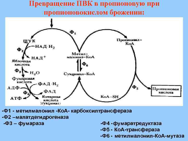 Пропионовокислое брожение схема