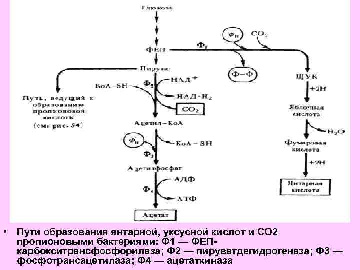 Пропионовокислое брожение схема