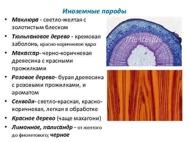Иноземные породы • Маклюра - светло-желтая с золотистым блеском • Тюльпановое дерево - кремовая