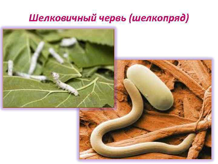 Шелковичный червь (шелкопряд) 