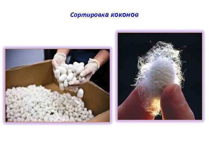 Cортировка коконов 