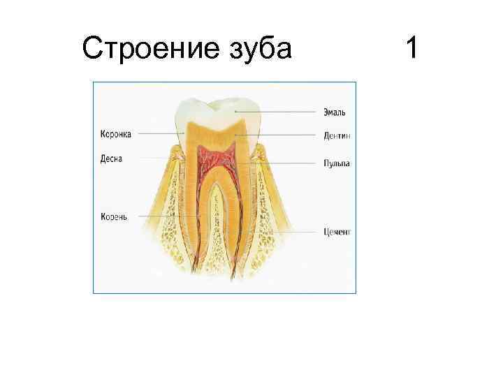 Строение зуба картинка для детей