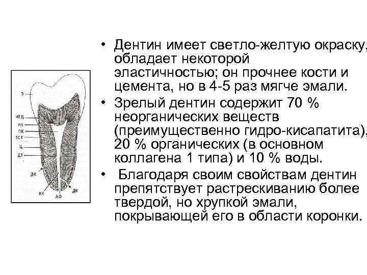  • Дентин имеет светло-желтую окраску, обладает некоторой эластичностью; он прочнее кости и цемента,