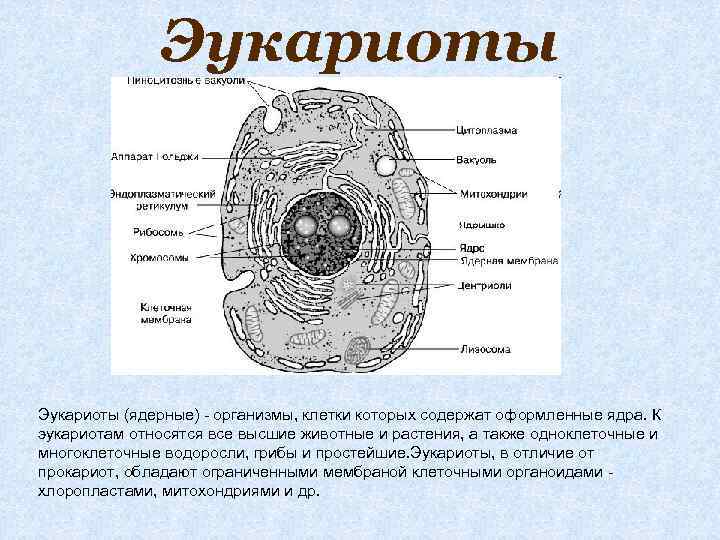 К ядерным организмам относятся