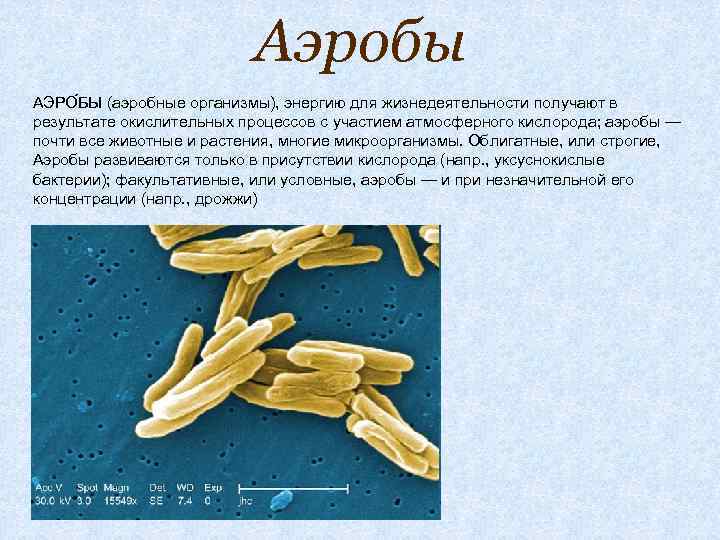 Аэробы АЭРО БЫ (аэробные организмы), энергию для жизнедеятельности получают в результате окислительных процессов с