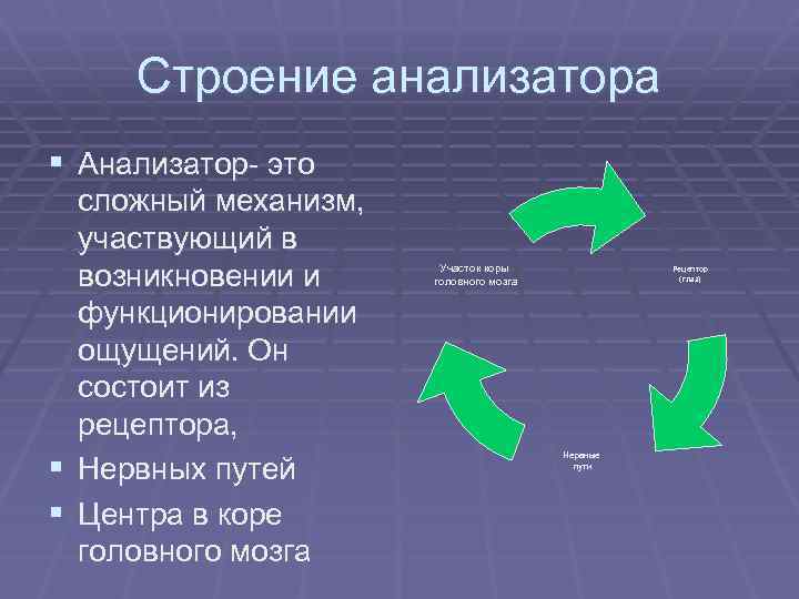 Строение анализатора § Анализатор- это сложный механизм, участвующий в возникновении и функционировании ощущений. Он