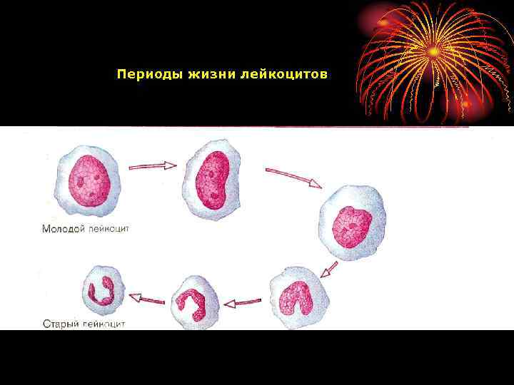 Периоды жизни лейкоцитов 