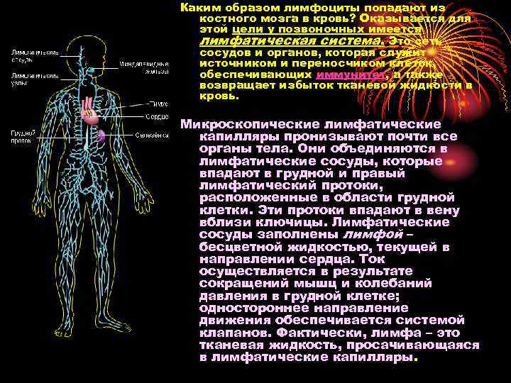 Каким образом лимфоциты попадают из костного мозга в кровь? Оказывается для этой цели у