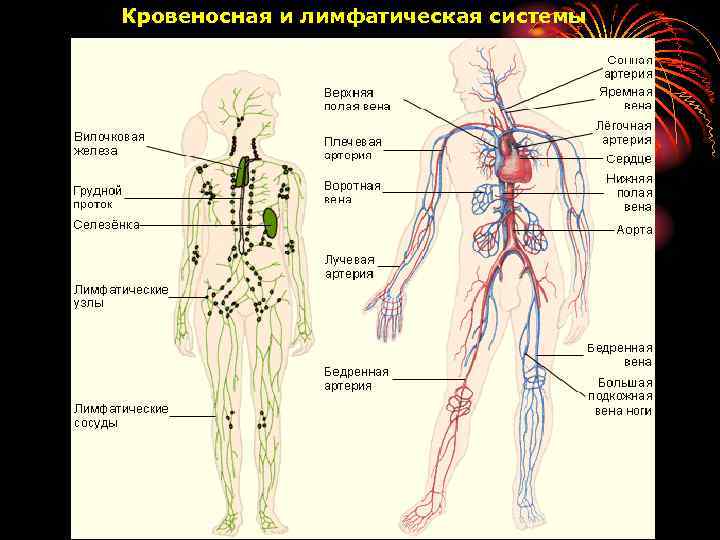 Лимфа тесты. Лимфа и кровеносная система. Строение лимфатической системы человека рисунок. 3. Лимфатическая система. Лимфатическая система лимфоузлы.