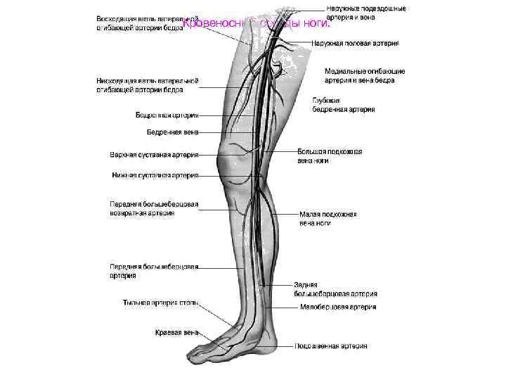 Кровеносные сосуды ноги. 