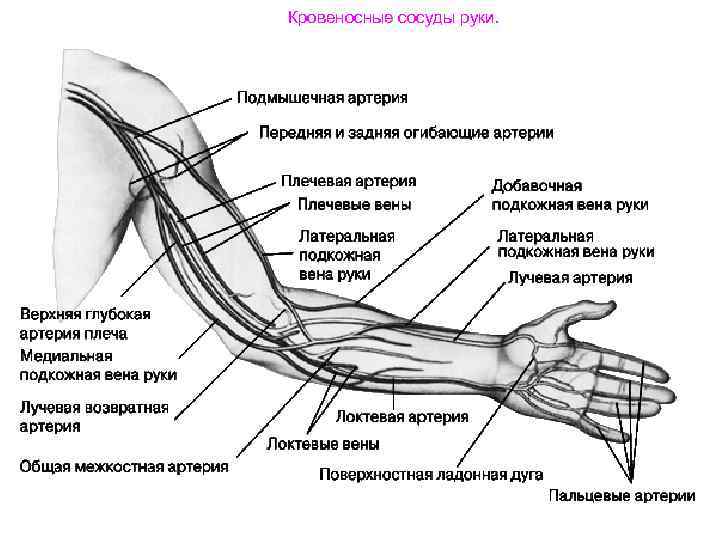 Кровеносные сосуды руки. 