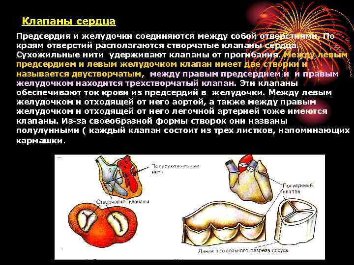 Сердечный привести. Клапан сердца находящийся между левым предсердием и левым желудочком. Между предсердиями и желудочками находятся клапаны створчатый. Классификация клапанов сердца. Повреждение сердечных клапанов приводит к.