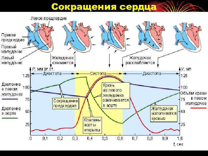 Сокращения сердца 