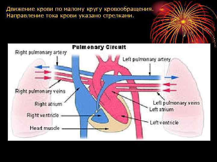 Движение крови по малому кругу кровообращения. Направление тока крови указано стрелками. 