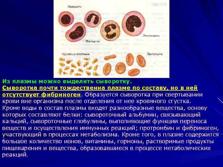 Из плазмы можно выделить сыворотку. Сыворотка почти тождественна плазме по составу, но в ней