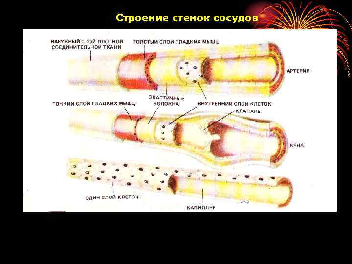 Укрепление стенок сосудов