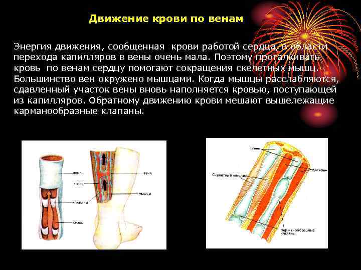 Движение по венам и артериям