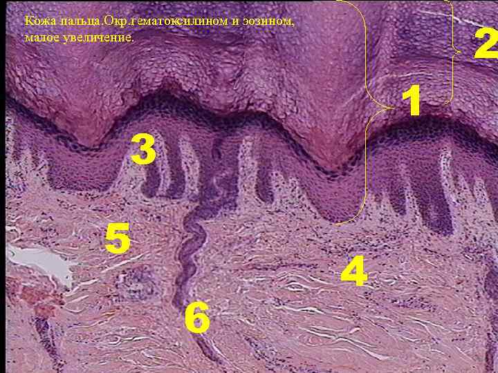 Кожа пальца. Окр. гематоксилином и эозином, малое увеличение. 1 3 5 6 4 2