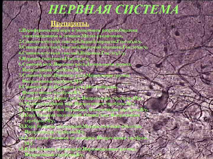 НЕРВНАЯ СИСТЕМА Препараты. 1. Периферический нерв в поперечном разрезе. Окраска гематоксилином и эозином. Малое