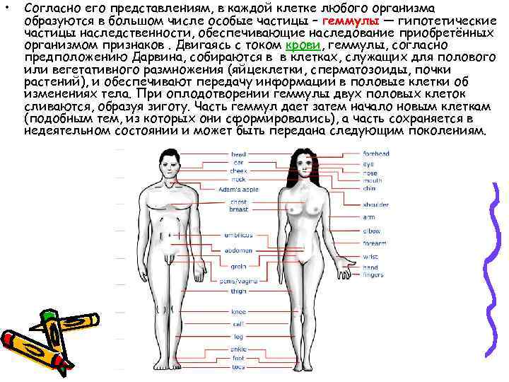  • Согласно его представлениям, в каждой клетке любого организма образуются в большом числе