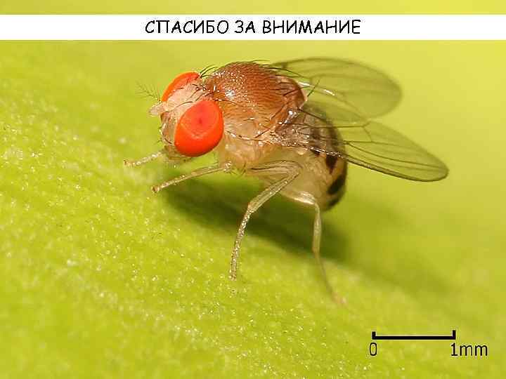 СПАСИБО ЗА ВНИМАНИЕ 