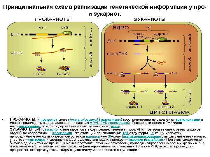 Принципиальная схема реализации генетической информации у про- и эукариот. • ПРОКАРИОТЫ. У прокариот синтез