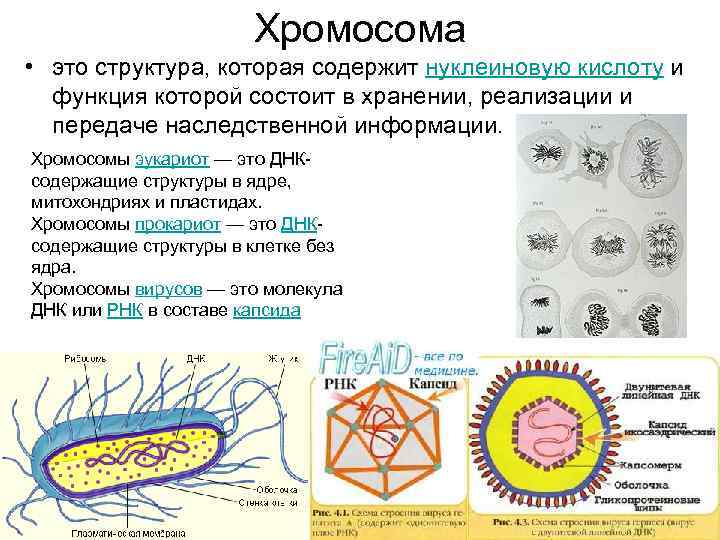 Хромосома • это структура, которая содержит нуклеиновую кислоту и функция которой состоит в хранении,