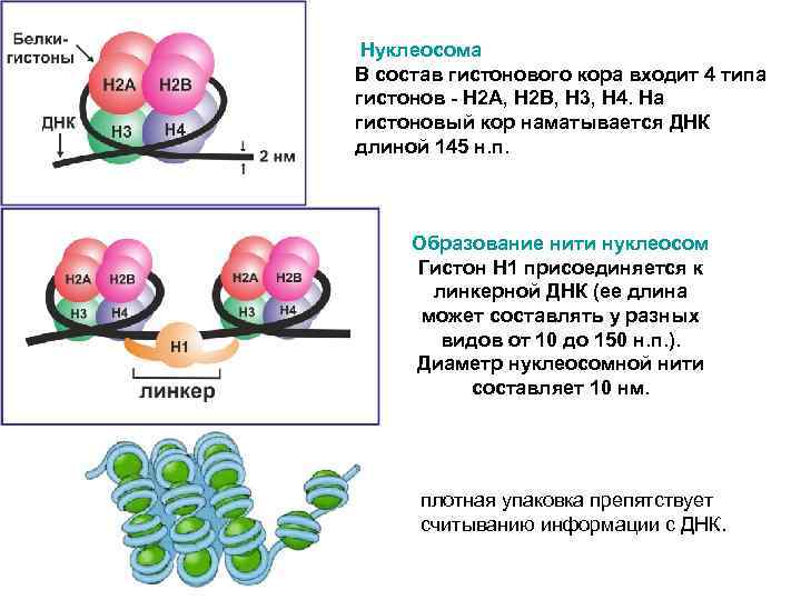  Нуклеосома В состав гистонового кора входит 4 типа гистонов - Н 2 А,