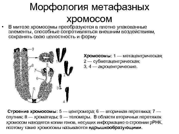 Морфология метафазных хромосом • В митозе хромосомы преобразуются в плотно упакованные элементы, способные сопротивляться